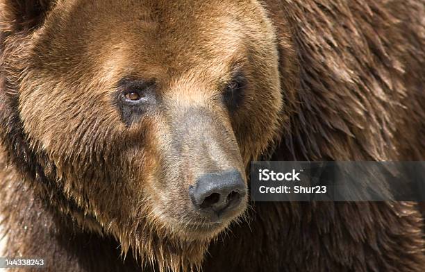 Brown Oso Foto de stock y más banco de imágenes de Aire libre - Aire libre, Amenazas, Animal