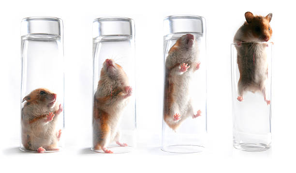 Mouse in  a glass. Series stock photo