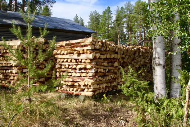 istock Stacks Of Freshly Chopped Wood For Winter 1443383565