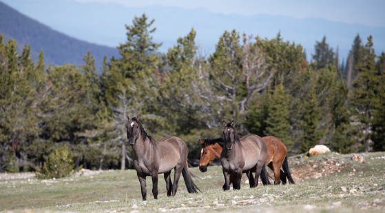 Band of three wild horses in the central Rocky Mountains in the western United States