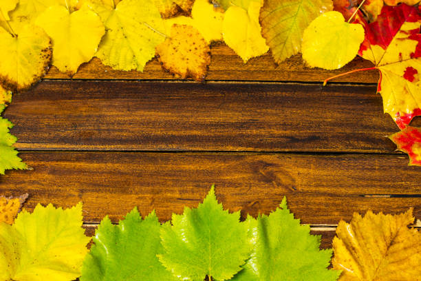 Multi-colored bright  leaves on a dark wooden table. Autumn background of red, yellow, orange plants with copy space, postcard and frame from natural material