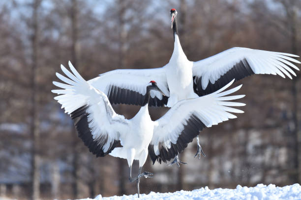 istock Bird watching, red-crowned crane, in winter 1443384905