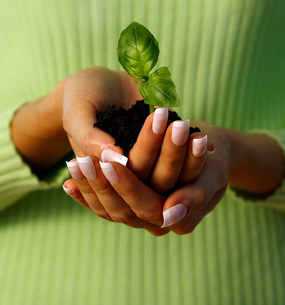 новая жизнь защиты - plant holding hands seed human hand стоковые фото и изображения