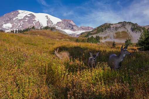 Three deer graze in a meadow at Mt. Rainier National Park in autumn