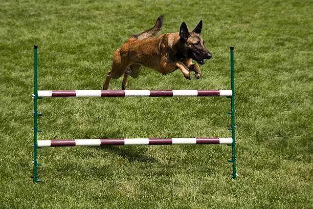 A German Shephard jumping in an agility competition