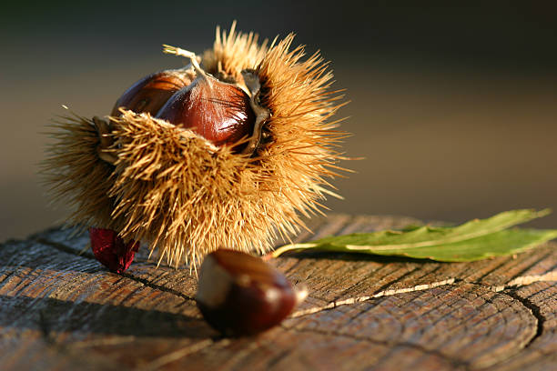 Chestnuts on a log stock photo