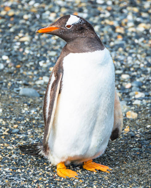 istock Beautiful Chile wildlife pictures 1443389455