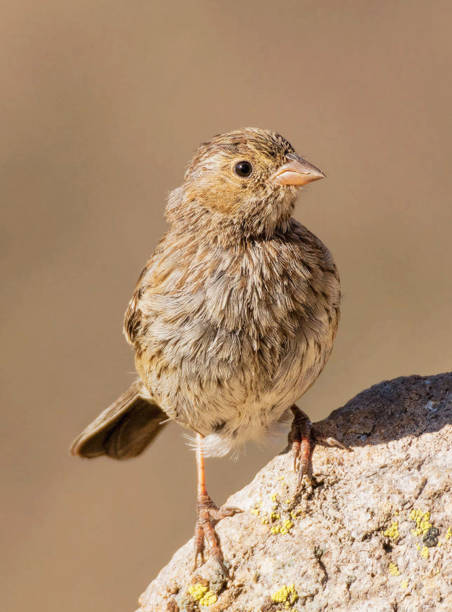 istock Beautiful Chile wildlife pictures 1443389488