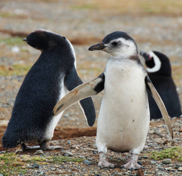 istock Beautiful Chile wildlife pictures 1443389521