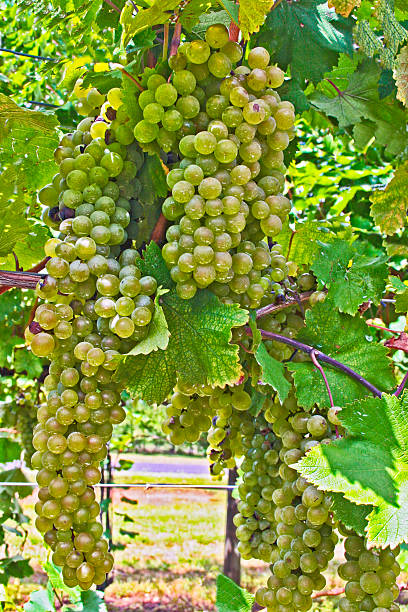 Wine Grape Harvest