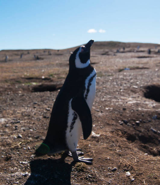 istock Beautiful Chile wildlife pictures 1443389890