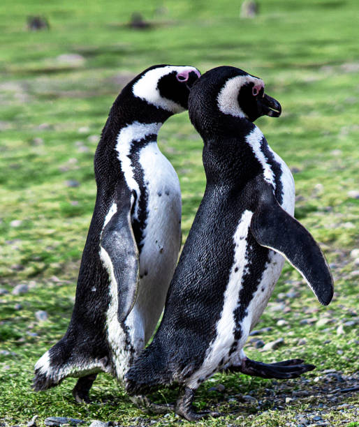 istock Beautiful Chile wildlife pictures 1443389946