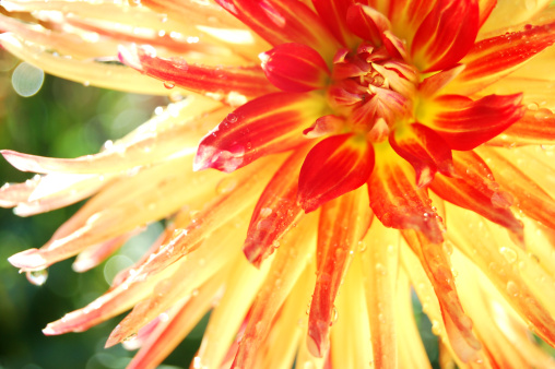 orange and yellow dahlia in bloom