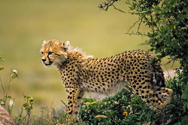 istock Africa-Cheetah cub 144339036