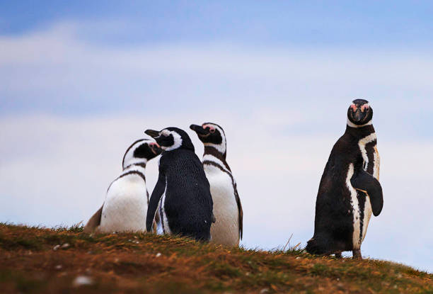 istock Beautiful Chile wildlife pictures 1443390716