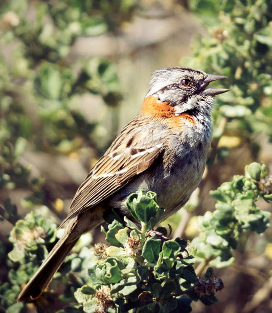 istock Beautiful Chile wildlife pictures 1443390739