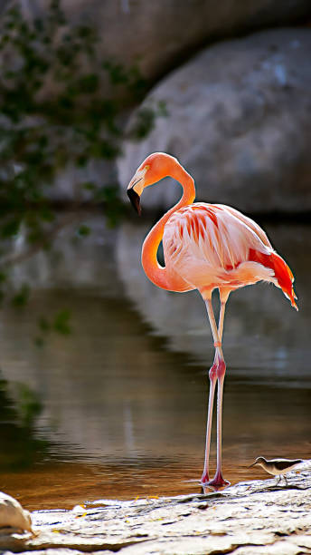 istock Beautiful Chile wildlife pictures 1443390752
