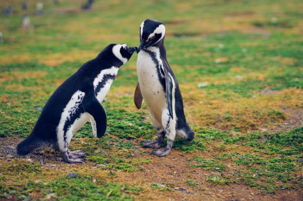 istock Beautiful Chile wildlife pictures 1443390784