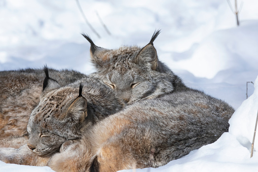 two cute lynx