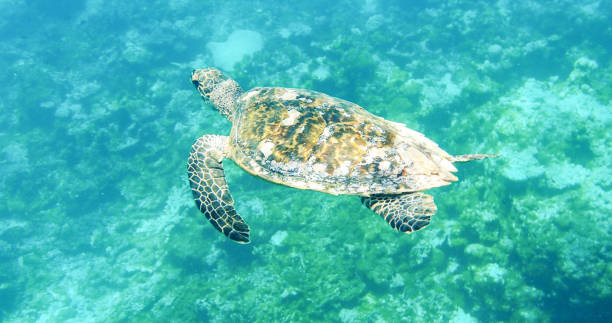 istock Beautiful Australia underwater pictures 1443392055