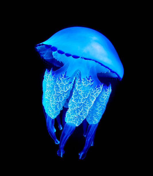 istock Beautiful Australia underwater pictures 1443392074