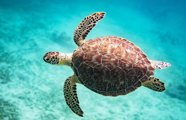 istock Beautiful Australia underwater pictures 1443392082