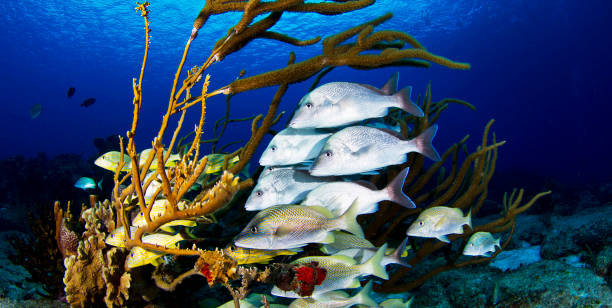 istock Beautiful Australia underwater pictures 1443392103
