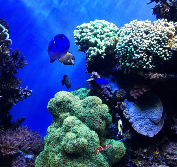 istock Beautiful Australia underwater pictures 1443392106