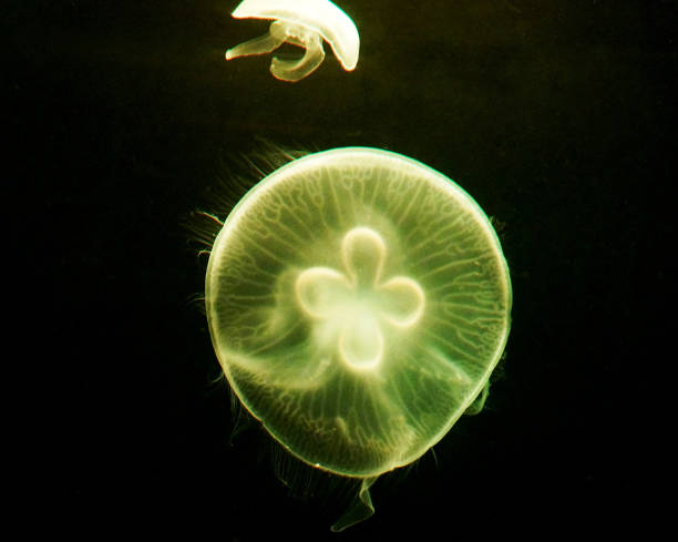 istock Beautiful Australia underwater pictures 1443392114