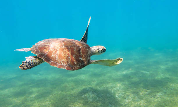 istock Beautiful Australia underwater pictures 1443392115