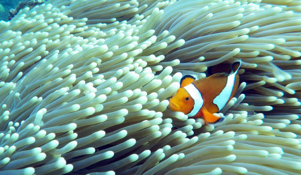 istock Beautiful Australia underwater pictures 1443392120