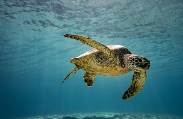 istock Beautiful Australia underwater pictures 1443392263