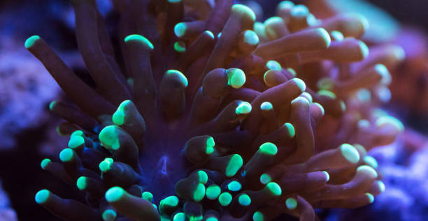 istock Beautiful Australia underwater pictures 1443392319