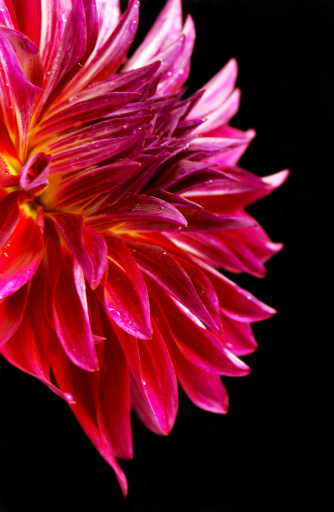 beautiful purple dahlia on a black background