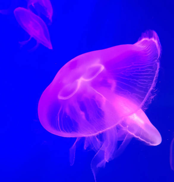 istock Magical Australia underwater pictures 1443395473
