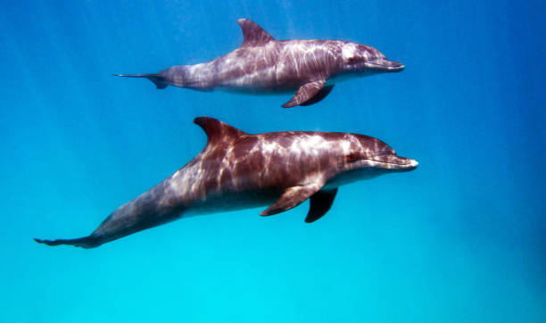 istock Magical Australia underwater pictures 1443395529