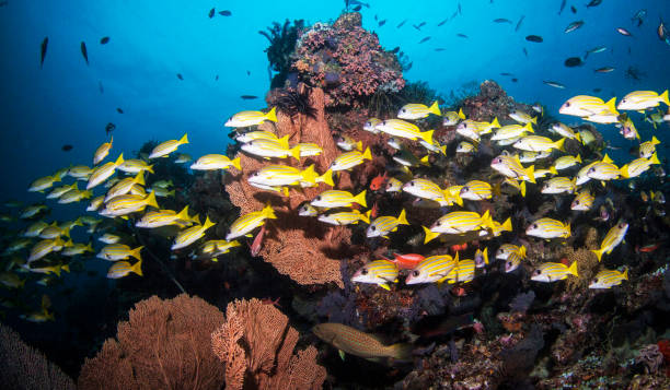 istock Magical Australia underwater pictures 1443395538