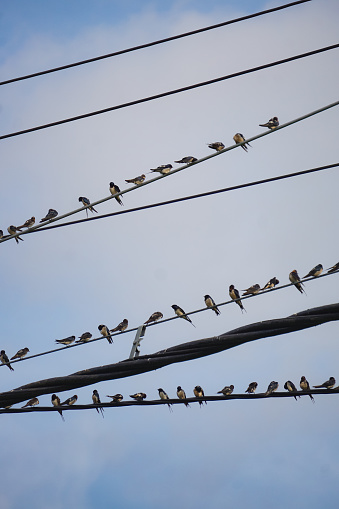 Swallow birds or in Indonesia called Sriti Birds are lined up perched on high-voltage power lines during the day