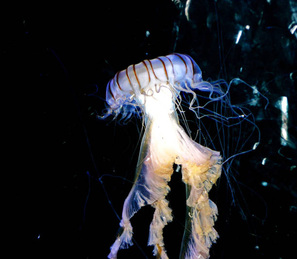 istock Magical Australia underwater pictures 1443395554