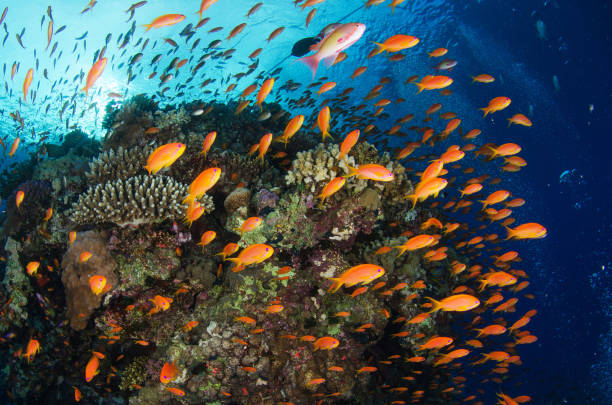 istock Magical Australia underwater pictures 1443395565