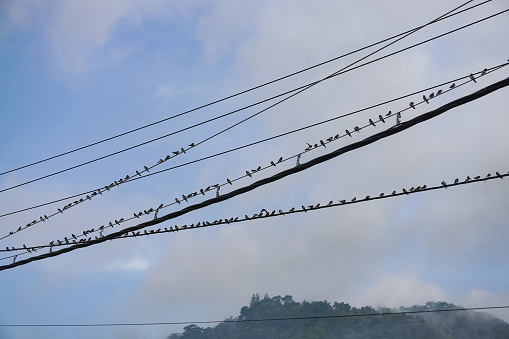 Swallow birds or in Indonesia called Sriti Birds are lined up perched on high-voltage power lines during the day