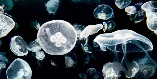 istock Magical Australia underwater pictures 1443395573