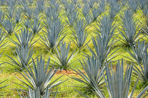 Blue Agave cactuses, used in the production of Tequila 