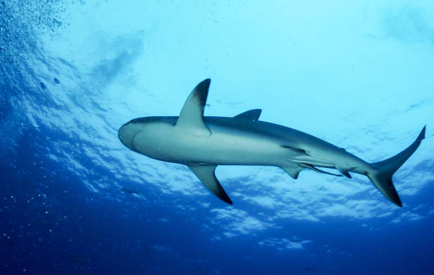 istock Magical Australia underwater pictures 1443395777