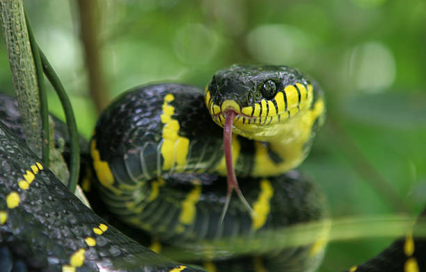 Snake attack Snake in the jungle at the moment from attack snake hood stock pictures, royalty-free photos & images