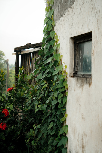 Window on the wall covered with plants against a nature background