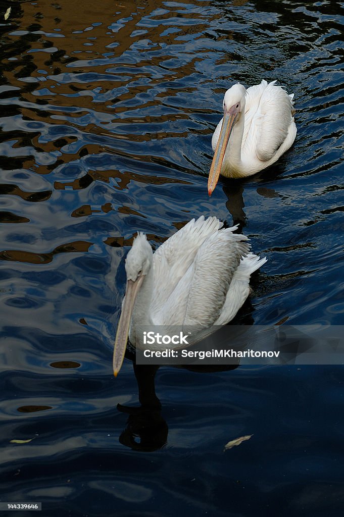 Des Pelicans - Photo de Animaux à l'état sauvage libre de droits