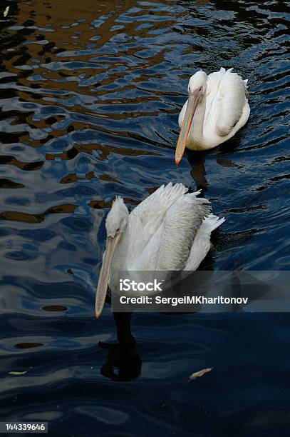 Photo libre de droit de Des Pelicans banque d'images et plus d'images libres de droit de Animaux à l'état sauvage - Animaux à l'état sauvage, Beauté, Beauté de la nature