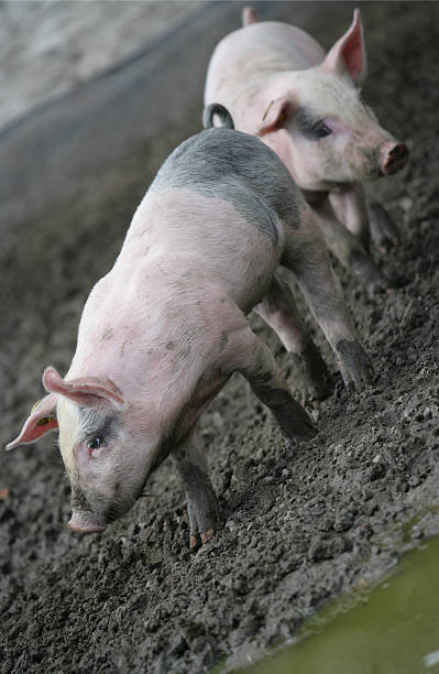 Happy Piglets stock photo