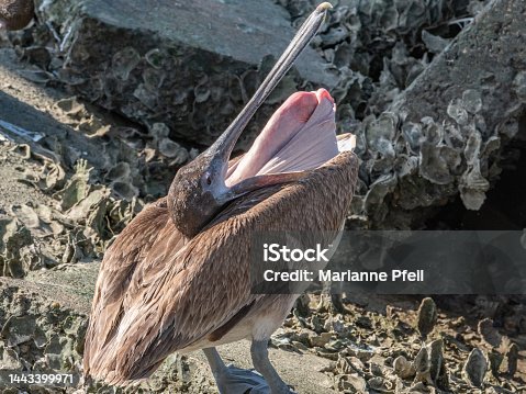 istock A juvenile brown pelican (Pelecanus occidentalis) brings its lower jaw over its neck to air out its pouch. 1443399971